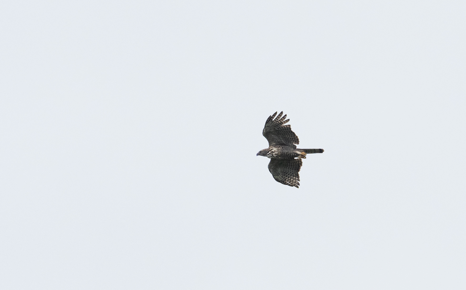 Pinsker's Hawk-Eagle (Nisaetus pinskeri), photo 9