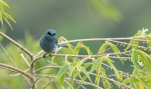 Turquoise Flycatcher (Eumyias panayensis), photo 9