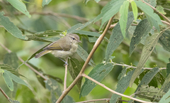 Phylloscopus nigrorum