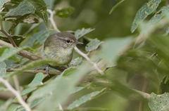 Phylloscopus nigrorum