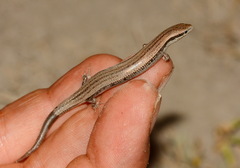 Ablepharus deserti