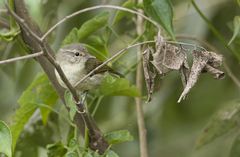 Phylloscopus nigrorum