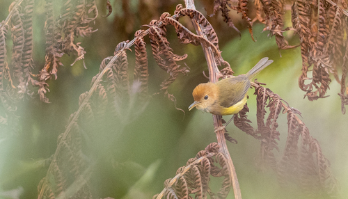 Rufous-headed Tailorbird (Phyllergates heterolaemus), photo 1
