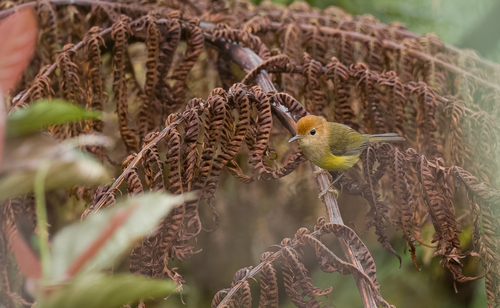 Rufous-headed Tailorbird (Phyllergates heterolaemus), photo 3
