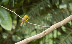 Culicicapa helianthea