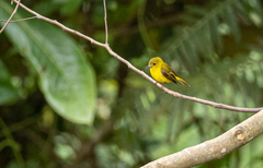 Culicicapa helianthea