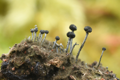 Mycocaliciales