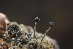 Mycocaliciales