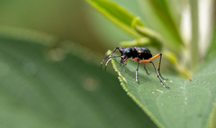 Heptodonta nigrosericea