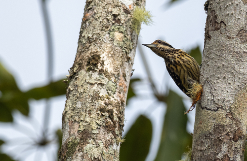 Philippine Pygmy Woodpecker (Yungipicus maculatus), photo 6