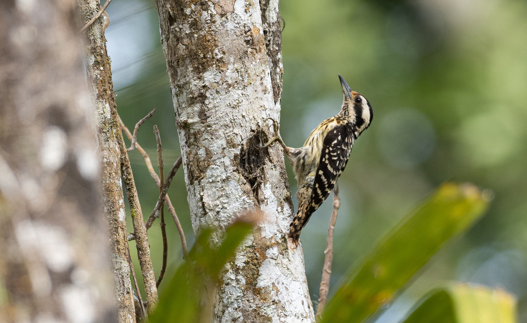 Philippine Pygmy Woodpecker