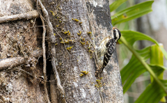 Yungipicus maculatus
