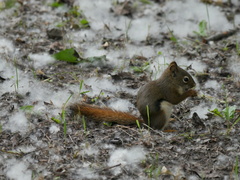 Tamiasciurus hudsonicus