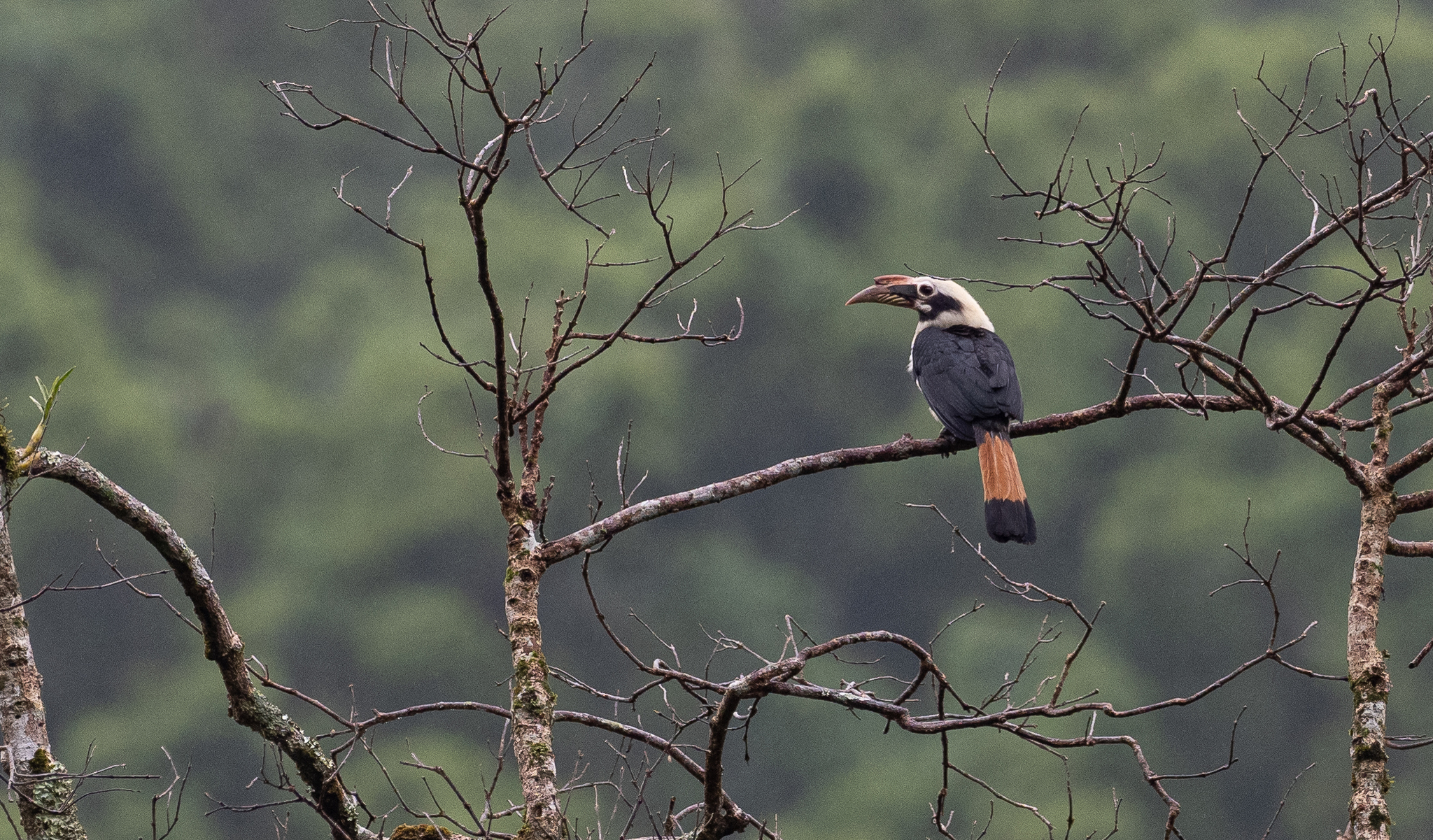 Mindanao Hornbill (Penelopides affinis), photo 9