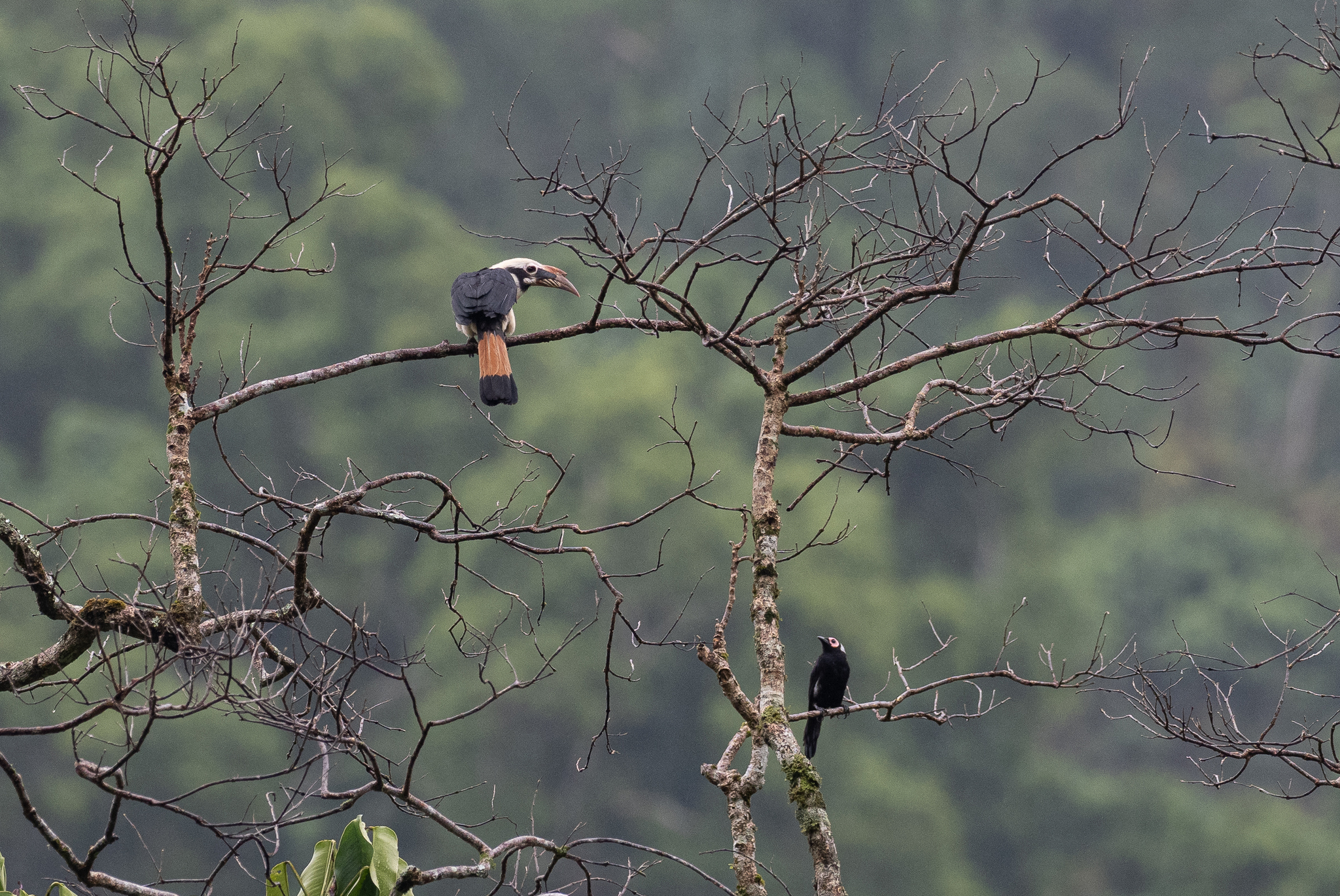 Mindanao Hornbill (Penelopides affinis), photo 10