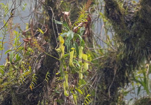 Nepenthes tboli