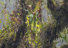 Nepenthes tboli