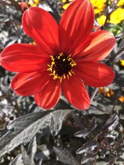 Dahlia