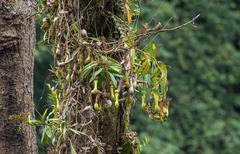 Nepenthes tboli