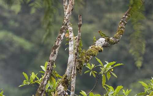 Mindanao Lorikeet (Trichoglossus johnstoniae), photo 9