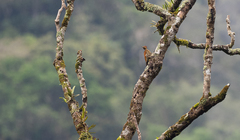 Chrysocolaptes lucidus