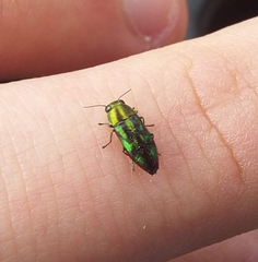 Melobasis purpurascens