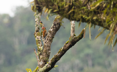 Chrysocolaptes lucidus