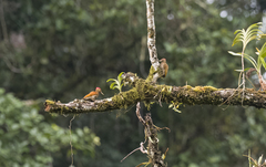 Chrysocolaptes lucidus