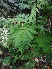 Sorbus sibirica