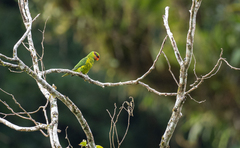 Saudareos johnstoniae