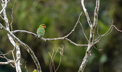 Saudareos johnstoniae