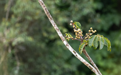 Mindanao Lorikeet (Trichoglossus johnstoniae), photo 8