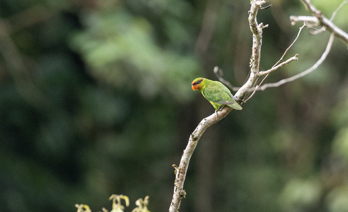Mindanao Lorikeet (Trichoglossus johnstoniae), photo 5