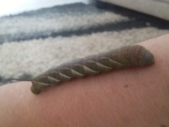 Psilogramma casuarinae