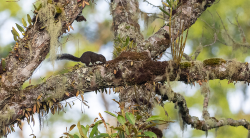 Mindanao Squirrel (Sundasciurus mindanensis) · iNaturalist