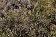 Banksia shuttleworthiana