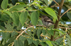 Ficedula westermanni