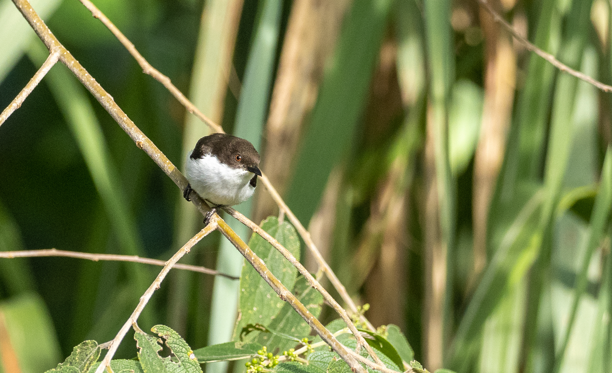Buzzing Flowerpecker (Dicaeum hypoleucum), photo 10