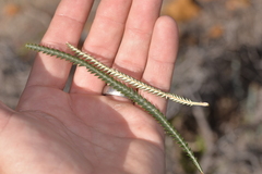 Banksia shuttleworthiana