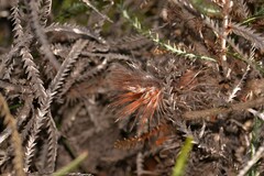 Banksia shuttleworthiana