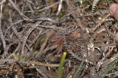 Banksia shuttleworthiana