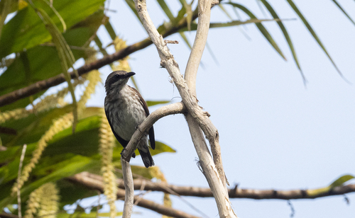 Stripe-breasted Rhabdornis (Rhabdornis inornatus), photo 8
