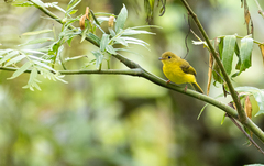 Culicicapa helianthea