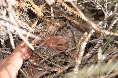Banksia shuttleworthiana