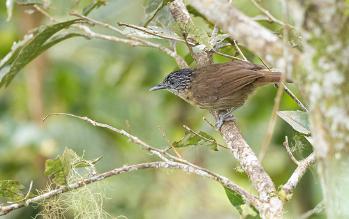 Brown Tit-Babbler (Macronus striaticeps), photo 2