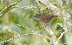 Macronus striaticeps