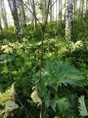 Heracleum dissectum