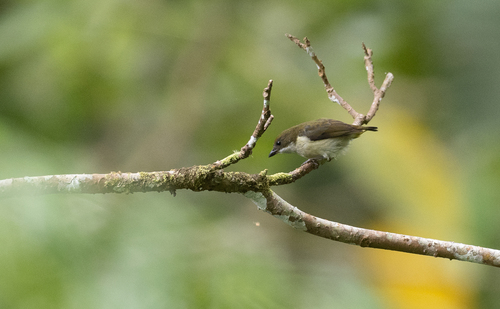 Flame-crowned Flowerpecker (Dicaeum kampalili), photo 10