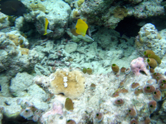 Forcipiger