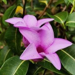 Cryptostegia grandiflora